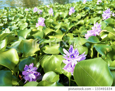 漂浮在池塘裡的水葫蘆 漂浮在池塘裡的水葫蘆 133491834