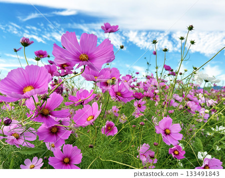 發光在藍天的波斯菊 133491843