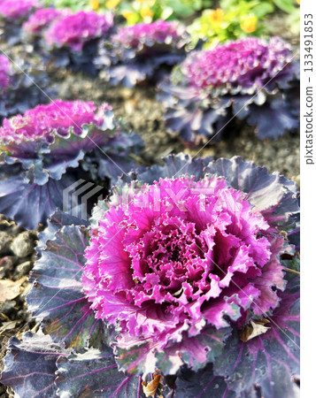 多彩哈伯坦 多彩哈伯坦 133491853