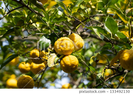 Yuzu fruit shining yellow in the sunlight. Yuzu tree (November) 133492130
