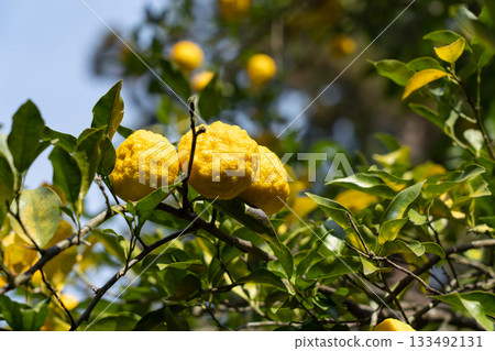 陽光下，柚子果實閃耀著金黃色的光芒。柚子樹（十一月） 133492131