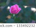  粉紅玫瑰花朵 133492232