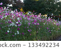 波斯菊盛開的鮮花 133492234