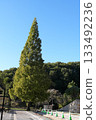一棵單獨的水杉樹 133492236