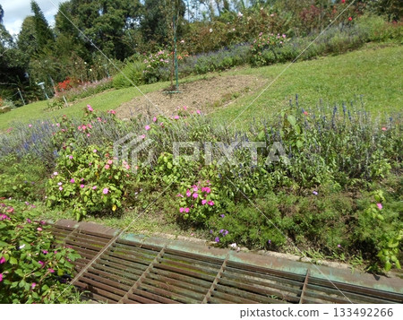 A Lush Patch of White Daisies and Red Flowers Thriving in a Sunlit Garden Setting 133492266