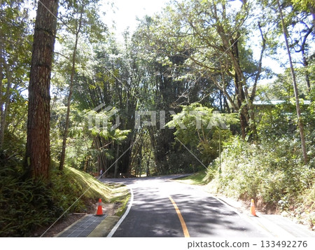 A Quiet Forest Road Flanked by Tall Trees and Orange Cones Under a Bright Sky A Quiet Forest Road Flanked by Tall Trees and Orange Cones Under a Bright Sky 133492276