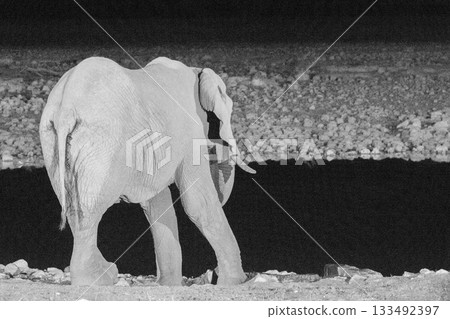 African Elephant drinking at a waterhole 133492397