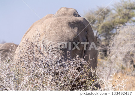 Close-up of an Elephant trunk 133492437