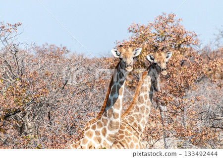 Giraffes in Etosha Giraffes in Etosha 133492444