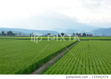 Scenery between Bibaushi Station and Nishinaka Station on the JR Hokkaido Furano Line (early morning in summer 2023) Scenery between Bibaushi Station and Nishinaka Station on the JR Hokkaido Furano Line (early morning in summer 2023) 133492474