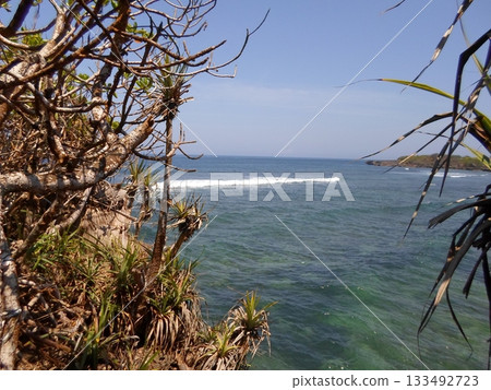Coastal Cliff with Pandanus Trees Framing a View of the Ocean and Distant Headland Coastal Cliff with Pandanus Trees Framing a View of the Ocean and Distant Headland 133492723