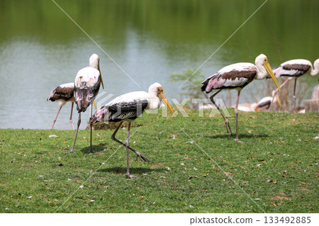The Painted Stork bird (Mycteria leucocephala) in garden 133492885