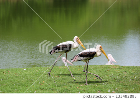 The Painted Stork bird (Mycteria leucocephala) in garden 133492893