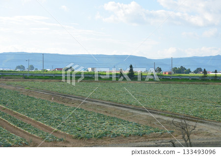Scenery between Shikauchi Station and Furano Station on the JR Hokkaido Furano Line (early morning in summer 2023) Scenery between Shikauchi Station and Furano Station on the JR Hokkaido Furano Line (early morning in summer 2023) 133493096