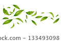 Vibrant green leaves drift across a white background, conveying freshness energy and nature, vector illustration background 133493098