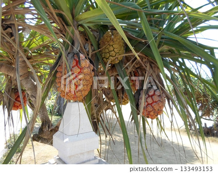 A Vibrant Pandanus Tree with Ripe Orange Fruits Hanging Amidst Green Leaves in Sunlight 133493153