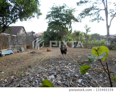 A Rural Yard with Grazing Cows Amidst Scattered Debris and Trees in a Village Setting A Rural Yard with Grazing Cows Amidst Scattered Debris and Trees in a Village Setting 133493159
