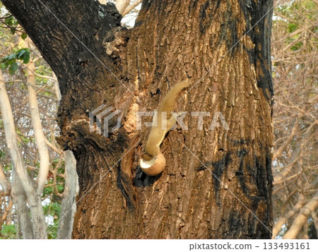 A Squirrel Climbing a Tree Trunk with a Coconut Nestled in a Hollow Under a Canopy of Branches A Squirrel Climbing a Tree Trunk with a Coconut Nestled in a Hollow Under a Canopy of Branches 133493161