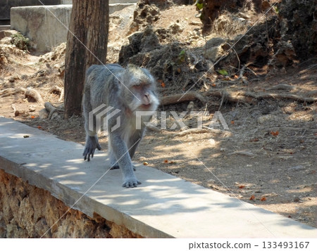 A Monkey Walking on a Stone Wall Near a Tree with Rocky Terrain and Sparse Vegetation in the Background A Monkey Walking on a Stone Wall Near a Tree with Rocky Terrain and Sparse Vegetation in the Background 133493167