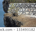 A Monkey Eating Near a Stone Wall on a Cliffside with Ocean Waves in the Background 133493182