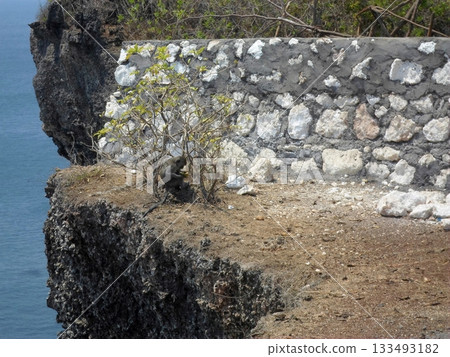 A Monkey Eating Near a Stone Wall on a Cliffside with Ocean Waves in the Background 133493182