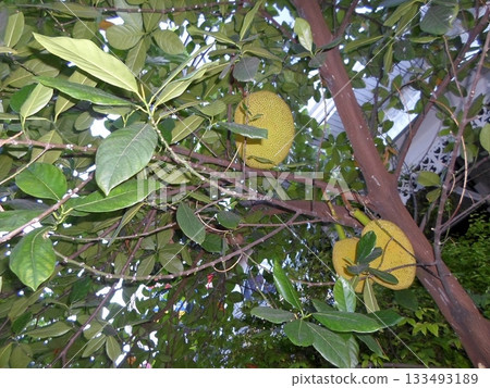 A Jackfruit Tree Laden with Large Green Fruits Amidst Lush Foliage in a Tropical Setting 133493189