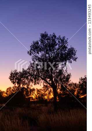 澳洲烏魯魯的壯麗荒野景色 133493245