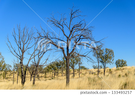 澳洲烏魯魯的壯麗荒野景色 133493257