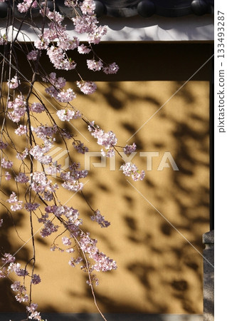 淡粉紅色的垂枝櫻花樹在赭色的牆上投下陰影。 133493287
