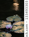 Water lilies blooming in the evening Water lilies blooming in the evening 133493303