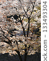 Backlit mountain cherry blossoms in full bloom Backlit mountain cherry blossoms in full bloom 133493304