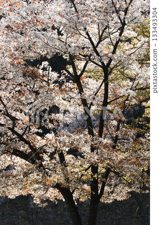 Backlit mountain cherry blossoms in full bloom 133493304