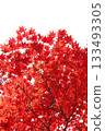 Bright red maple tree [White background] [Sky background] 133493305