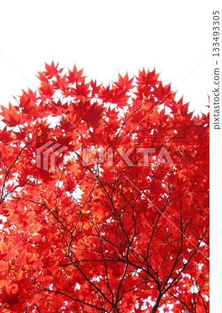 Bright red maple tree [White background] [Sky background] 133493305