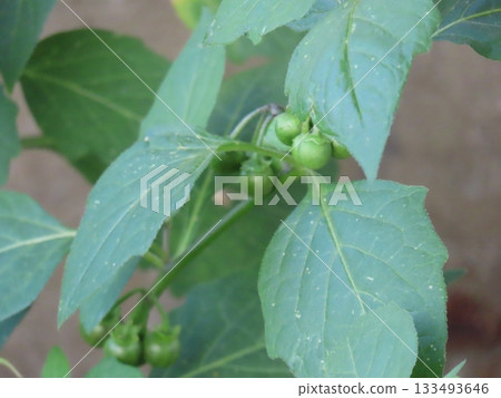 Immature nightshade fruit Immature nightshade fruit 133493646