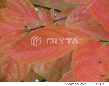 Close-up of red persimmon leaves 133493648