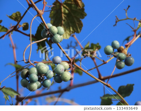 Close-up photo of wild grapes 133493649