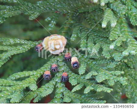 Hinoki cone close-up 133493650