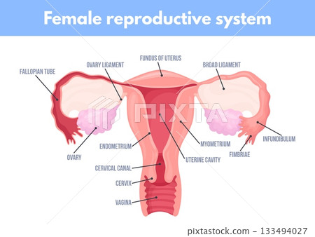 Female reproductive system. Uterus anatomy medical education diagram, woman internal genital cervical womb fallopian tube ovary cervix pregnancy gynecology neat vector illustration Female reproductive system. Uterus anatomy medical education diagram, woman internal genital cervical womb fallopian tube ovary cervix pregnancy gynecology neat vector illustration 133494027