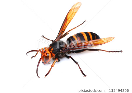 Small hornet (male) 133494206