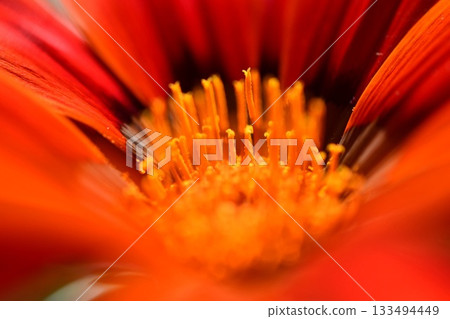 紅雜色菊 133494449