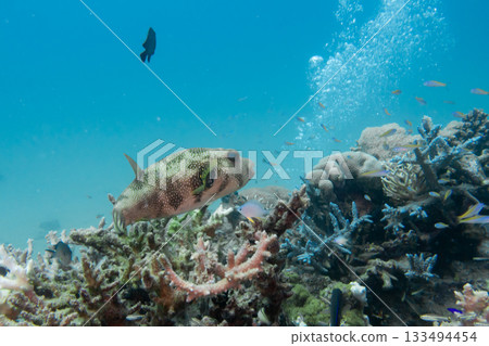 A white-spotted puffer, Arothron hispidus, swimming over a coral reef in the Red Sea, Egypt A white-spotted puffer, Arothron hispidus, swimming over a coral reef in the Red Sea, Egypt 133494454