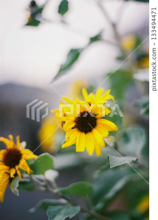 黃花 黃花 133494471