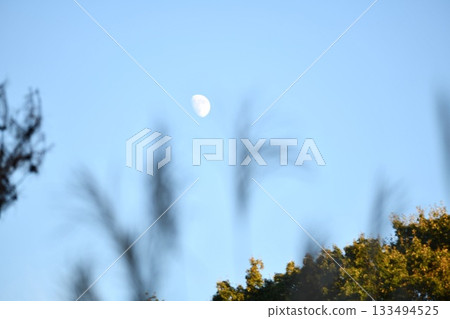 Moon and autumn leaves Moon and autumn leaves 133494525