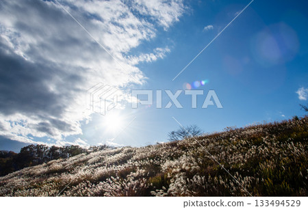 Susuki and autumn sky 133494529