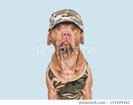 Cute dog, cap and military shirt. Studio shot 133494562