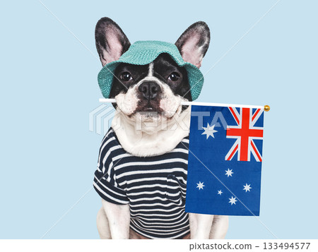 Lovable, charming puppy and Australian Flag 133494577
