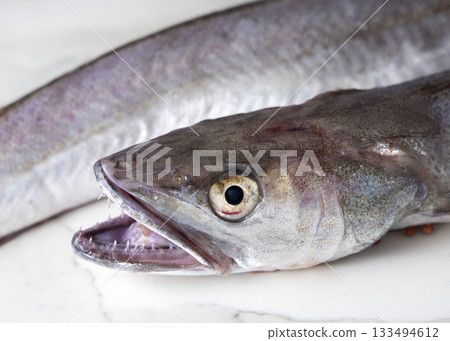 Fresh European hake fish on marble table, focus on eye and teeth. Raw uncooked Merluccius close-up 133494612