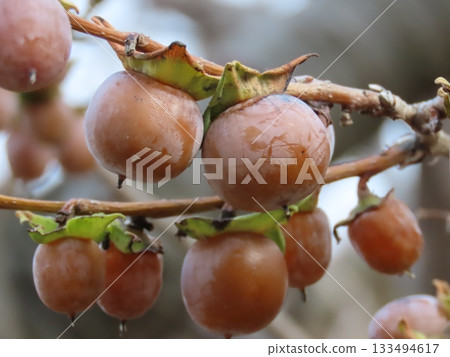 Close-up of ripe persimmon fruit Close-up of ripe persimmon fruit 133494617