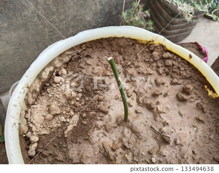 cutting of rose stem planted in plastic pot cutting of rose stem planted in plastic pot 133494638